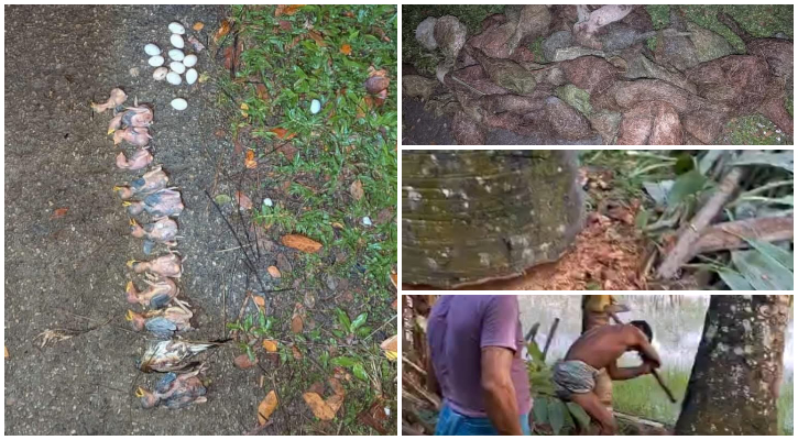 ঝালকাঠিতে কেটে ফেলা হলো তালগাছ, শতাধিক বাবুই পাখির মৃত্যু